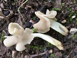 Attēlu rezultāti vaicājumam “Helvella”