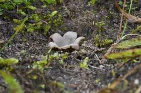 Attēlu rezultāti vaicājumam “Geopora arenicola”