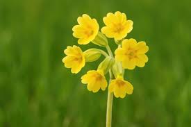Image result for Primula elatior