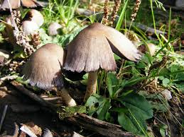 Attēlu rezultāti vaicājumam “Coprinus atramentarius”