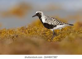 Attēlu rezultāti vaicājumam “Pluvialis squatarola adult”