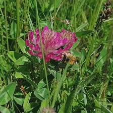Attēlu rezultāti vaicājumam “Trifolium medium flower”