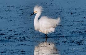 Image result for Egretta thula