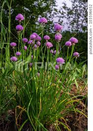 Attēlu rezultāti vaicājumam “Allium schoenoprasum bud”