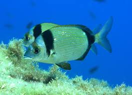 Image result for Diplodus vulgaris