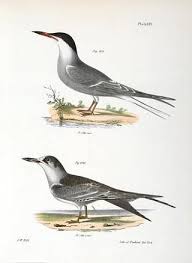 Attēlu rezultāti vaicājumam “Sterna hirundo”