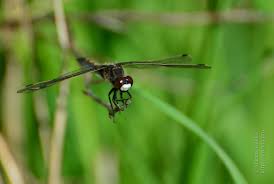 Attēlu rezultāti vaicājumam “Leucorrhinia rubicunda male”