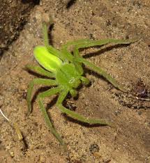 Attēlu rezultāti vaicājumam “Micrommata virescens”