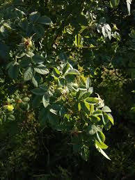 Attēlu rezultāti vaicājumam “Rosa subcanina leaf”