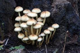 Attēlu rezultāti vaicājumam “Hypholoma lateritium”