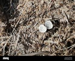 Attēlu rezultāti vaicājumam “Poronia punctata”