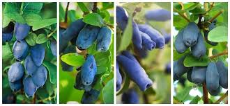 Attēlu rezultāti vaicājumam “Lonicera caerulea var. pallasii fruit”