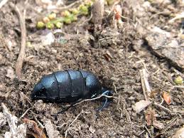 Attēlu rezultāti vaicājumam “Meloe sp.”