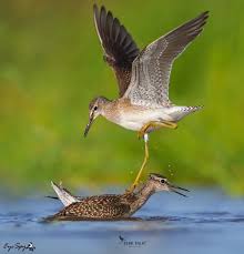 Attēlu rezultāti vaicājumam “Tringa glareola”