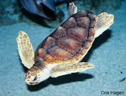 Image result for Caretta caretta