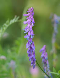 Attēlu rezultāti vaicājumam “Vicia”