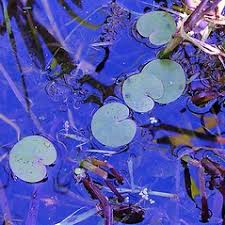 Attēlu rezultāti vaicājumam “Hydrocharis morsus-ranae leaf”