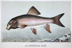 Image result for Moxostoma macrolepidotum