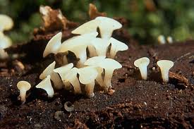 Attēlu rezultāti vaicājumam “Cudoniella acicularis”