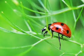 Attēlu rezultāti vaicājumam “Coccinella septempunctata”