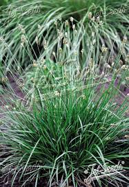 Attēlu rezultāti vaicājumam “Sesleria caerulea bud”