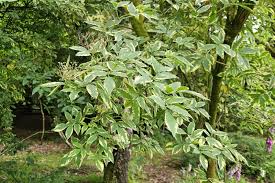 Attēlu rezultāti vaicājumam “Sambucus nigra leaf”