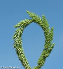 Attēlu rezultāti vaicājumam “Phleum phleoides fruit”