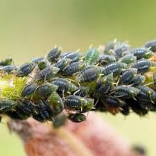 Attēlu rezultāti vaicājumam “Aphis farinosa”