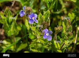 Attēlu rezultāti vaicājumam “Veronica chamaedrys leaf”