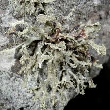 Attēlu rezultāti vaicājumam “Ramalina pollinaria”