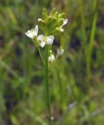 Attēlu rezultāti vaicājumam “Arabis glabra leaf”