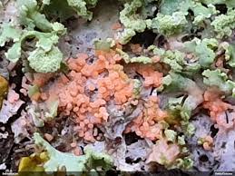 Attēlu rezultāti vaicājumam “Erythricium aurantiacum”