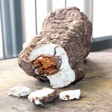 Attēlu rezultāti vaicājumam “Licea pusilla spores”