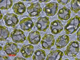 Attēlu rezultāti vaicājumam “Odontoschisma denudatum cells”