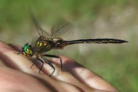 Attēlu rezultāti vaicājumam “Somatochlora flavomaculata”