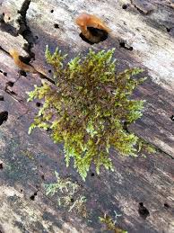 Attēlu rezultāti vaicājumam “Platygyrium repens”