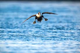 Attēlu rezultāti vaicājumam “Somateria mollissima juvenile”