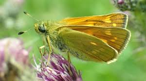 Attēlu rezultāti vaicājumam “Ochlodes sylvanus underside”