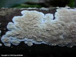 Attēlu rezultāti vaicājumam “Cylindrobasidium evolvens”