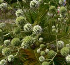 Attēlu rezultāti vaicājumam “Eryngium planum leaf”
