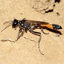 Attēlu rezultāti vaicājumam “Ammophila sp.”