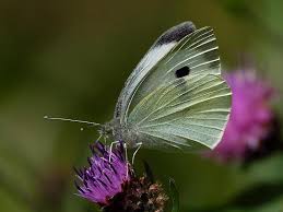 Attēlu rezultāti vaicājumam “Pieris brassicae underside”