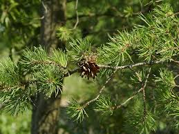 Attēlu rezultāti vaicājumam “Pinus banksiana”