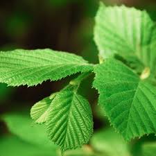 Attēlu rezultāti vaicājumam “Corylus avellana leaf”