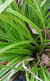 Attēlu rezultāti vaicājumam “Carex elata”