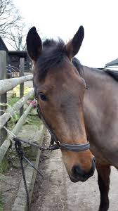 Image result for Palmers Riding Stables