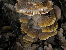 Attēlu rezultāti vaicājumam “Inonotus radiatus”