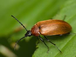 Attēlu rezultāti vaicājumam “Pseudocistela ceramboides”