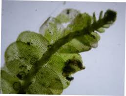 Attēlu rezultāti vaicājumam “Odontoschisma denudatum”