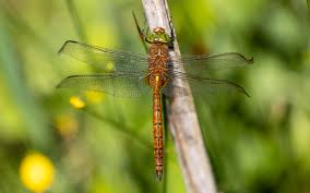 Attēlu rezultāti vaicājumam “Aeshna isoceles”